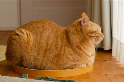 Если и есть что-то, что я люблю в кошках, так это когда они делают эту милую позу "хлебного батона"!-2