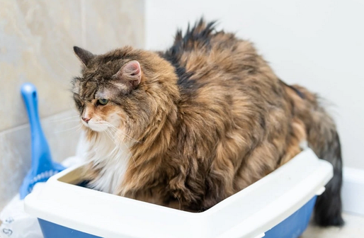 Покупка подходящего наполнителя для кошачьего туалета может оказаться непростой задачей, особенно если вы не знаете, что больше всего нравится вашему питомцу.-6