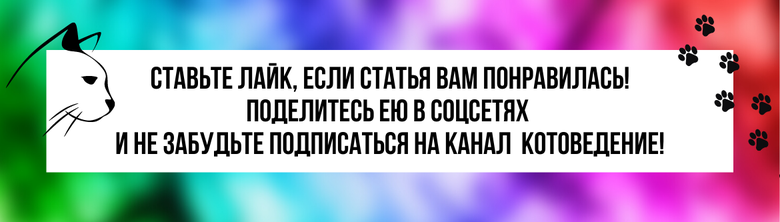 Как много самых разных котов живет на свете! Как много самых разных пород! И метисов, и просто домашних котов, чья породы древняя и прекрасная — кот домашний! Сколько цветов и оттенков шерсти!-2