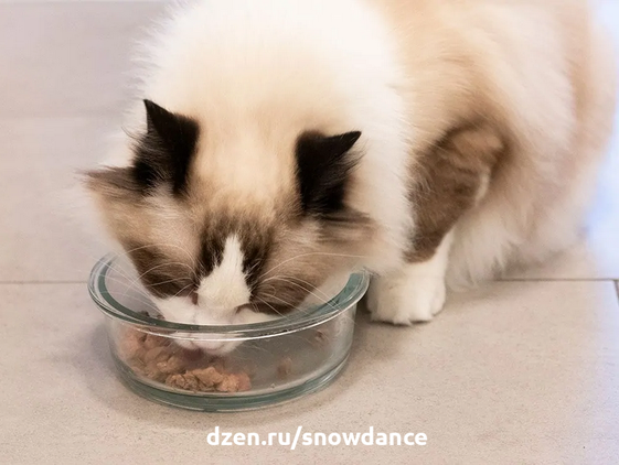 Кроме пресловутого вопроса о кормлении кошек (готовые корма или натуралка), есть еще такой важный вопрос о кормлении кошек: свободное кормление или по расписанию?-2