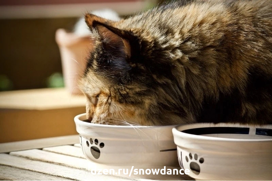 Кроме пресловутого вопроса о кормлении кошек (готовые корма или натуралка), есть еще такой важный вопрос о кормлении кошек: свободное кормление или по расписанию?-4