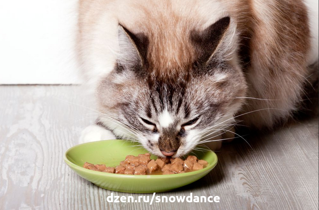 Кроме пресловутого вопроса о кормлении кошек (готовые корма или натуралка), есть еще такой важный вопрос о кормлении кошек: свободное кормление или по расписанию?-5