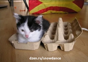 Котенок в коробке из под яиц