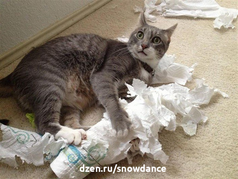 Кот и туалетная бумага