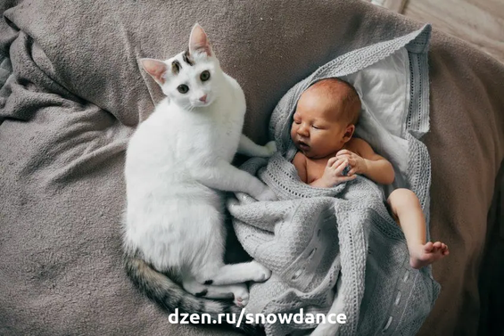 Кошки живут с людьми на протяжении многих тысяч лет. Несмотря на это, мы до сих пор так мало знаем о них. Давайте развенчаем еще несколько мифов о кошках! Всем известно множество мифов о кошках.-4