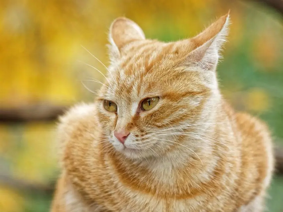 Знаете ли вы, что уши кошки- это барометр настроения? Или что они являются скрытым механизмом, который позволяет кошке балансировать и выполнять сальто и прыжки, не теряя равновесия?-3