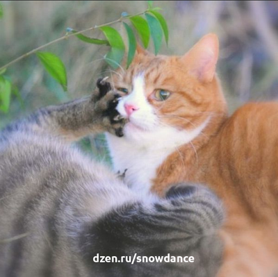 Кошки известны тем, что налаживание отношений с другими кошками дается им нелегко.  Это неправда, что кошки обычно одиноки. Как это обычно бывает в кошачьих делах - все сложно.-3