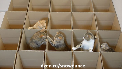 Кошки очень любят коробки! Особенно если хозяева применят свою фантазию и смекалку! Даже простая коробочка может занять вашего питомца на долгое время. А если уж вы усовершенствуете коробку...-2