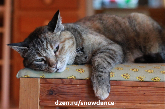Ваша кошка грустная и подавленная? Спит больше, менее активна, не хочет двигаться и играть? Возможно, у кошки стресс!-2