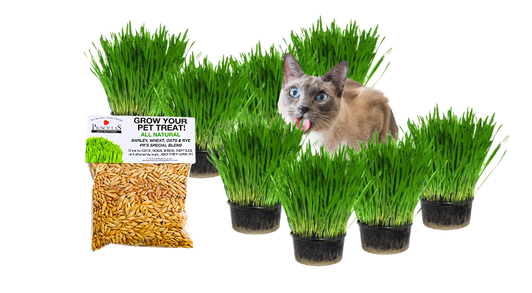 Выращиваем траву для кошек сами