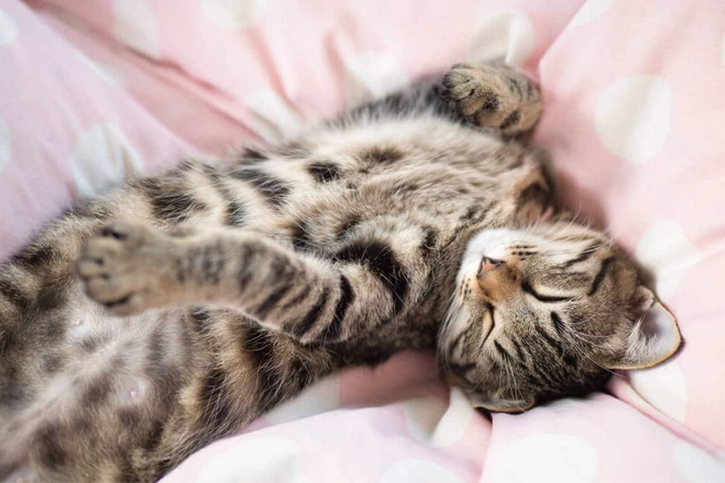 Хотя храп чаще встречается у собак, чем у кошек, некоторые кошки (как и некоторые люди) храпят во сне.-4