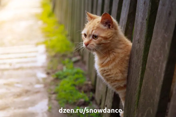 Каково происхождение поговорки о том, что кошка гуляет сама по себе? Это правда? Является ли кошка одиночкой? Большинство из нас ответили бы "да" - каждая кошка идет своим путем.-2