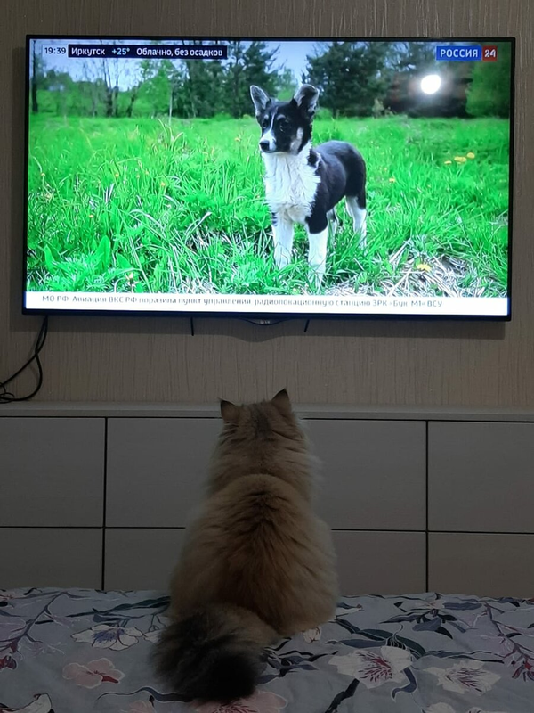 Наша Мишель увлеклась телепередачами... про собак.  Вон как внимательно смотрит. Интересно, она учится собак дрессировать? К чему бы это?