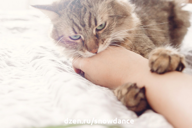 Мурлыканье кошки, как правило, свидетельствует о ее удовлетворении. Однако ваша кошка может изменить свое поведение и стать агрессивной во время мурлыканья.-3