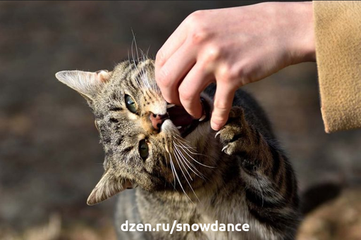 Мурлыканье кошки, как правило, свидетельствует о ее удовлетворении. Однако ваша кошка может изменить свое поведение и стать агрессивной во время мурлыканья.-5
