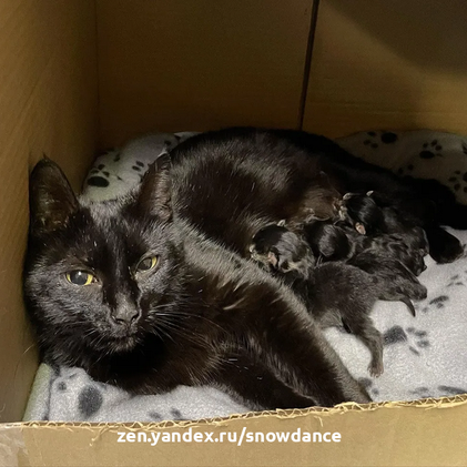 Кошка получила уютный дом как раз вовремя, чтобы ее котятам не пришлось рождаться на улице.-3
