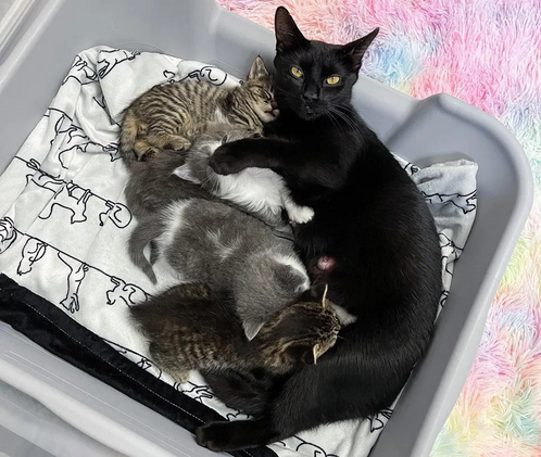 Кошка была найдена брошенной со своими четырьмя котятами в многоквартирном доме. Она оберегала своих малышей до прибытия помощи.-10