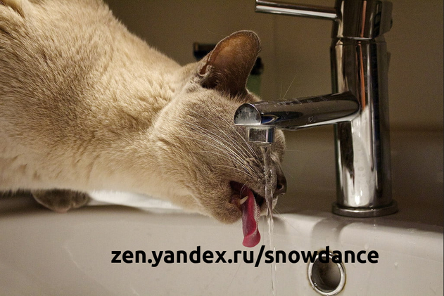 Известно, что кошки ненавидят воду - то есть до тех пор, пока вы не включите кран.