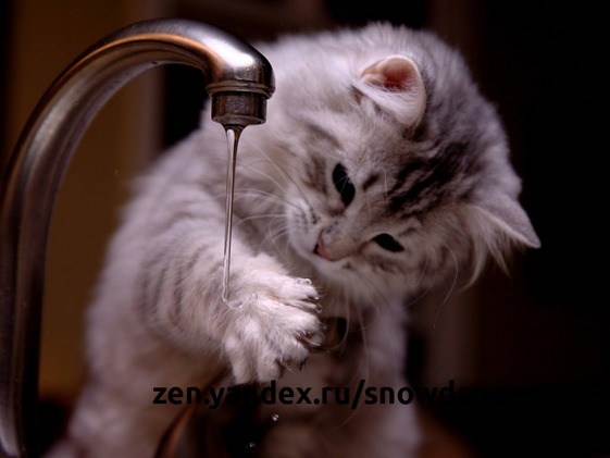 Известно, что кошки ненавидят воду - то есть до тех пор, пока вы не включите кран.-2