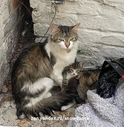 Добрый человек из Бронкса нашел кошку-маму и двух ее котят, брошенных на улице в сумке. Он обратился за помощью в местный центр спасения животных. Спасатели бросились на помощь.-2