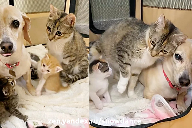 Кошка подружилась с семейной собакой, которая решила помочь нянчиться с ее требовательными котятами. Беременная кошка попала в приемную семью.