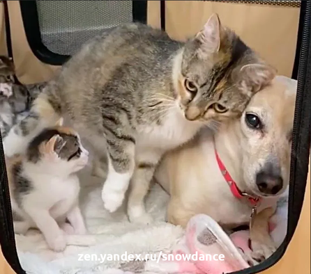 Кошка подружилась с семейной собакой, которая решила помочь нянчиться с ее требовательными котятами. Беременная кошка попала в приемную семью.-2