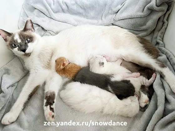 Кошка приняла часового котенка как своего собственного через 10 дней после рождения помета из трех детей.-2