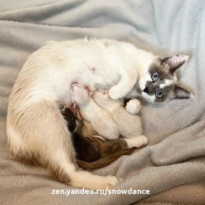 Кошка приняла часового котенка как своего собственного через 10 дней после рождения помета из трех детей.-3