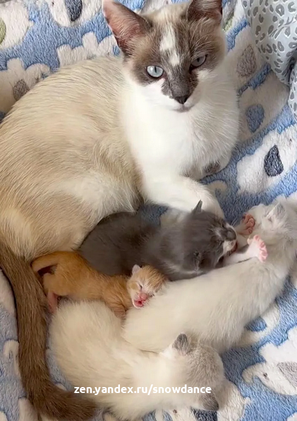 Кошка приняла часового котенка как своего собственного через 10 дней после рождения помета из трех детей.-4