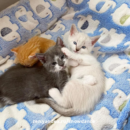 Кошка приняла часового котенка как своего собственного через 10 дней после рождения помета из трех детей.-6