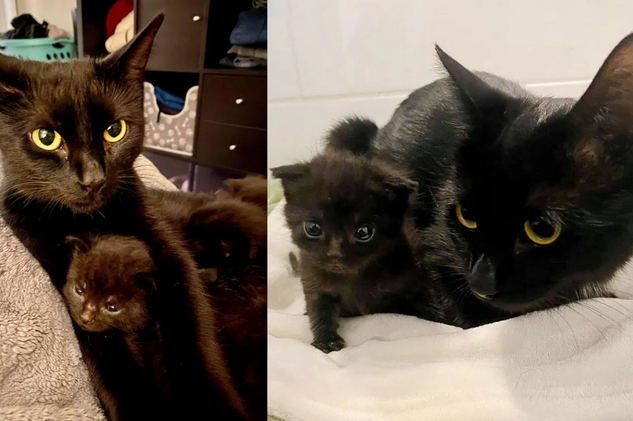 Кошка подошла к одинокому котенку, взяла его за лапу и стала воспитывать вместе со своими.