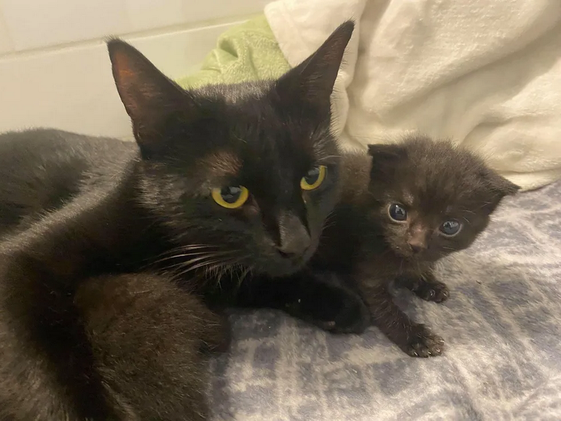 Кошка подошла к одинокому котенку, взяла его за лапу и стала воспитывать вместе со своими.-10