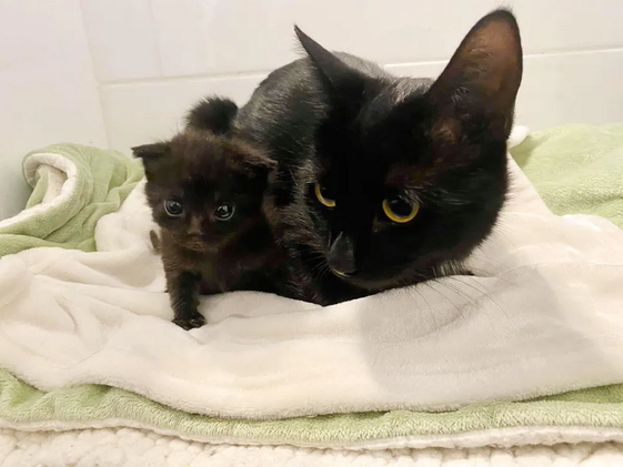 Кошка подошла к одинокому котенку, взяла его за лапу и стала воспитывать вместе со своими.-11