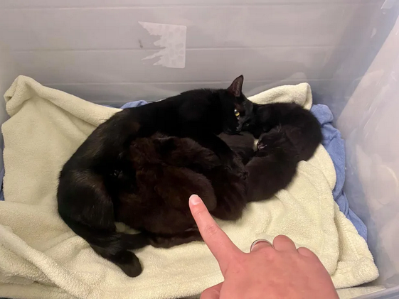Кошка подошла к одинокому котенку, взяла его за лапу и стала воспитывать вместе со своими.-2