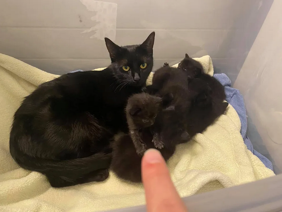 Кошка подошла к одинокому котенку, взяла его за лапу и стала воспитывать вместе со своими.-3