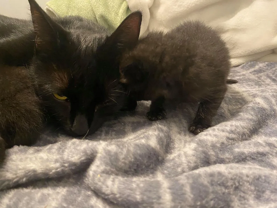 Кошка подошла к одинокому котенку, взяла его за лапу и стала воспитывать вместе со своими.-5