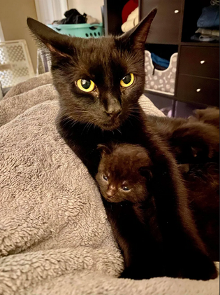 Кошка подошла к одинокому котенку, взяла его за лапу и стала воспитывать вместе со своими.-9