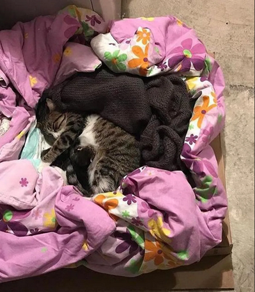 Кошка табби с котятами вошла в жизнь женщины, когда больше всего нуждалась в помощи. Бездомная кошка была замечена за поисками еды в одном из районов Стамбула.-7