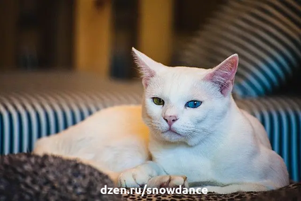 Все ли кошки с голубыми глазами глухие? И почему все котята рождаются с голубыми глазами? Цвет глаз кошки - это наследственный признак, определяемый несколькими генами.-2