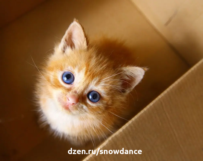 Все ли кошки с голубыми глазами глухие? И почему все котята рождаются с голубыми глазами? Цвет глаз кошки - это наследственный признак, определяемый несколькими генами.-3