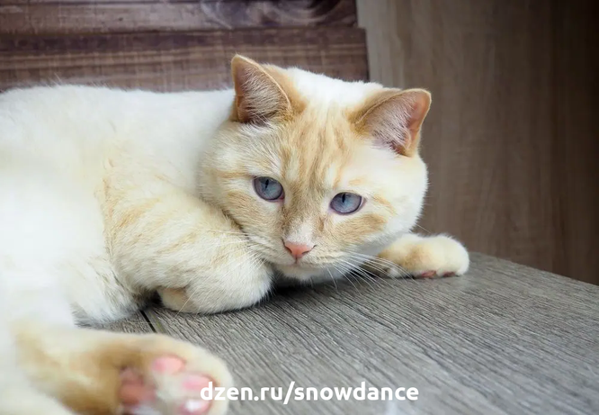 Все ли кошки с голубыми глазами глухие? И почему все котята рождаются с голубыми глазами? Цвет глаз кошки - это наследственный признак, определяемый несколькими генами.-4