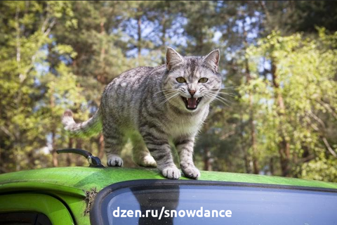 Кошка в дороге - как обеспечить ей комфорт и безопасность? 6 важных правил