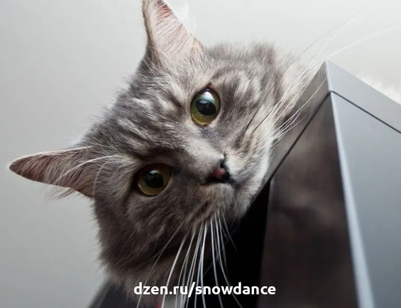 Известный кошачий шептун Джексон Гэлакси делит кошек на два типа: любители высоты и те, кто больше любит низкие, плоские поверхности.-2