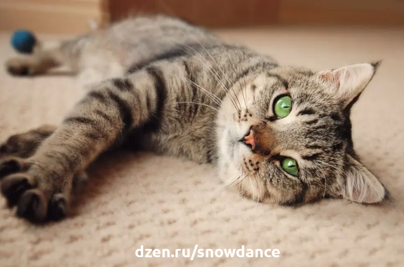 Известный кошачий шептун Джексон Гэлакси делит кошек на два типа: любители высоты и те, кто больше любит низкие, плоские поверхности.-3
