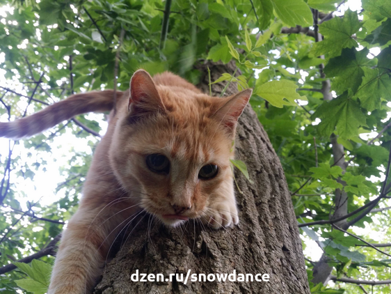 Кошки любят лазать по деревьям, но не всегда умеют спускаться. Если высота значительная, возникает проблема, ведь хозяин тоже может пострадать, если полезет снимать питомца.-2