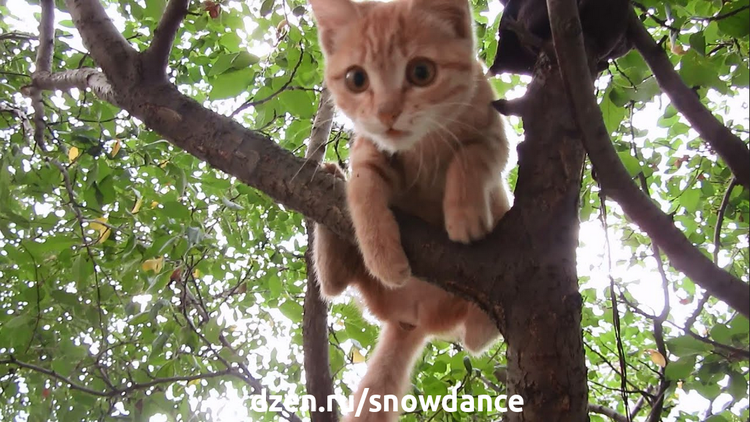 Кошки любят лазать по деревьям, но не всегда умеют спускаться. Если высота значительная, возникает проблема, ведь хозяин тоже может пострадать, если полезет снимать питомца.-3