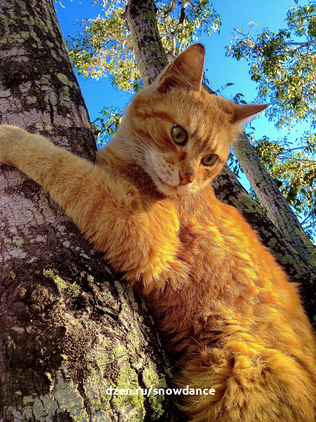 Кошки любят лазать по деревьям, но не всегда умеют спускаться. Если высота значительная, возникает проблема, ведь хозяин тоже может пострадать, если полезет снимать питомца.-4