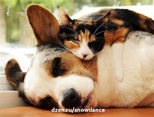 Кажется, что кошки знают больше поз для сна, чем любое другое животное... Все мы знаем, что кошки могут спать полдня.-7