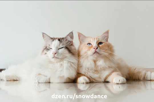 Кошки породы рэгдолл - одни из самых пушистых кошек на свете! Эти красивые кошки обладают очаровательным темпераментом, необычайно мягкие и не зря называются "рэгдоллами" (Рэгдолл - тряпичная кукла).-3