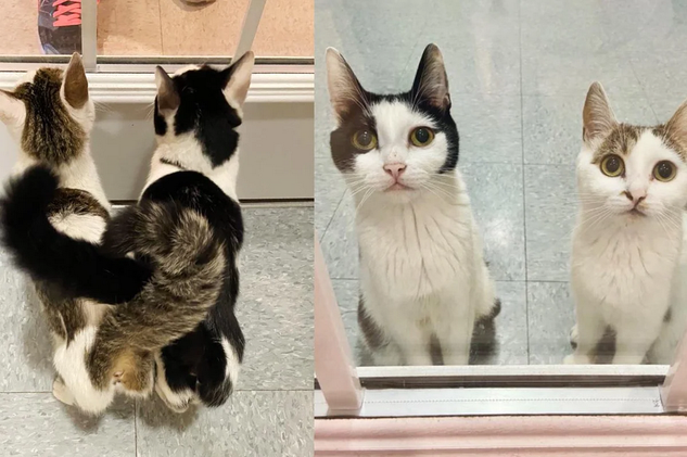 Две кошки, которые вместе вырастили восемь котят, каждый день ждут у стеклянной двери в приюте.